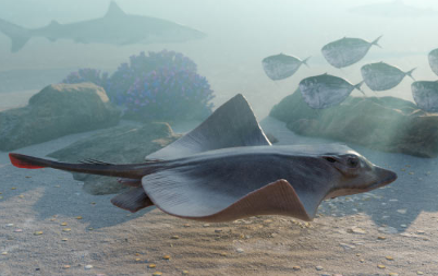 5000万年前的化石有助于阐明黄貂鱼远洋生活方式和硬食性的起源