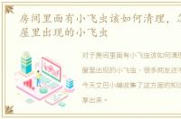 房间里面有小飞虫该如何清理，怎么清理屋里出现的小飞虫