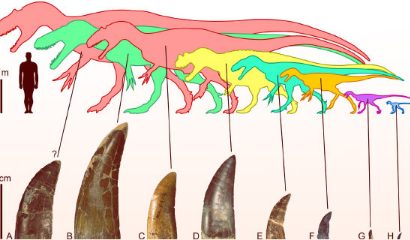 新研究揭示了侏罗纪肉食恐龙的饮食习惯