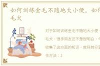 如何训练金毛不随地大小便，如何训练金毛犬