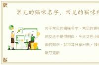 常见的猫咪名字，常见的猫咪种类