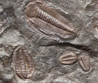 古生物学家描述了十种三叶虫新物种