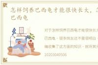 怎样饲养巴西龟才能很快长大，怎样饲养巴西龟