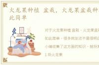 火龙果种植 盆栽，火龙果盆栽种植竟然如此简单