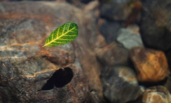 研究发现加勒比岛屿特别容易遭受突发干旱