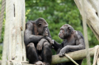 倭黑猩猩和黑猩猩即使在分离多年后仍能认出朋友的面孔