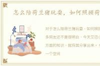 怎么陪荷兰猪玩耍，如何照顾荷兰猪