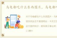 乌龟都吃什么东西图片，乌龟都吃什么