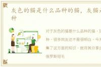 灰色的猫是什么品种的猫，灰猫是什么品种