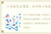 小乌龟怎么喂食，如何给小乌龟喂食