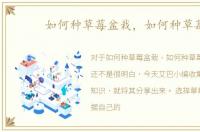 如何种草莓盆栽，如何种草莓