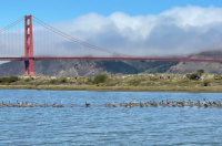 旧金山城市指南在旧金山Crissy Field推出全新免费气候变化之旅