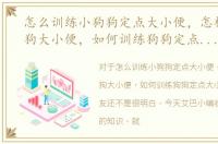 怎么训练小狗狗定点大小便，怎样训练狗狗大小便，如何训练狗狗定点大小便