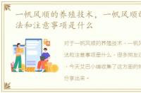 一帆风顺的养殖技术，一帆风顺的养殖方法和注意事项是什么