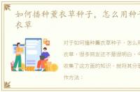 如何播种薰衣草种子，怎么用种子播种薰衣草