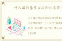 情人泪的养殖方法和注意事项