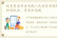 鱿鱼墨鱼章鱼乌贼八爪鱼区别图解，如何辨别鱿鱼、章鱼和乌贼