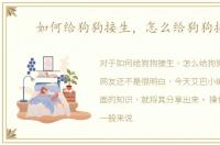 如何给狗狗接生，怎么给狗狗接生