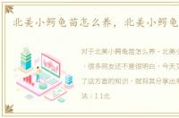 北美小鳄龟苗怎么养，北美小鳄龟的饲养