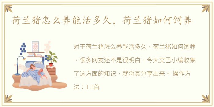 荷兰猪怎么养能活多久，荷兰猪如何饲养