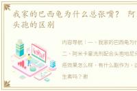 我家的巴西龟为什么总张嘴？ 阿米卡星和头孢的区别
