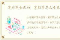 莫斯草会死吗，莫斯草怎么养能爆缸