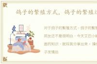鸽子的繁殖方式，鸽子的繁殖过程