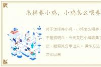 怎样养小鸡，小鸡怎么喂养