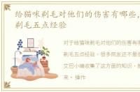 给猫咪剃毛对他们的伤害有哪些，给猫咪剃毛五点经验