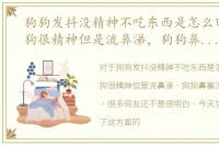 狗狗发抖没精神不吃东西是怎么回事，狗狗很精神但是流鼻涕，狗狗鼻塞流鼻涕怎么办