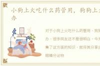 小狗上火吃什么药管用，狗狗上火了怎么办
