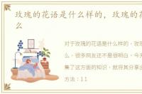 玫瑰的花语是什么样的，玫瑰的花语是什么