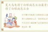 夏天乌龟得了白眼病怎么治最有效，乌龟得了白眼病怎么办