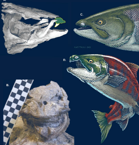 新研究表明古代剑齿鲑鱼有象牙一样的牙齿
