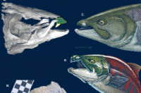 新研究表明古代剑齿鲑鱼有象牙一样的牙齿