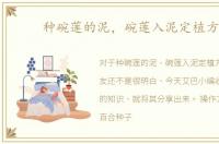 种碗莲的泥，碗莲入泥定植方法