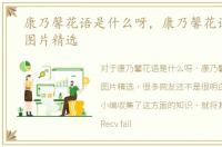 康乃馨花语是什么呀，康乃馨花语大全带图片精选