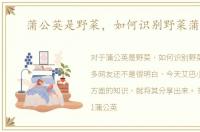 蒲公英是野菜，如何识别野菜蒲公英