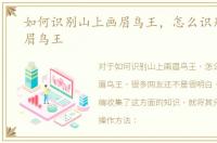 如何识别山上画眉鸟王，怎么识别山上画眉鸟王