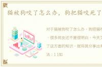 猫被狗咬了怎么办，狗把猫咬死了怎么办