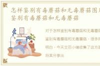 怎样鉴别有毒蘑菇和无毒蘑菇图片，怎样鉴别有毒蘑菇和无毒蘑菇