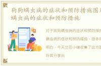 狗狗螨虫病的症状和预防措施图片，狗狗螨虫病的症状和预防措施