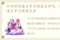 如何辨别毒豆芽与健康豆芽呢，如何辨别毒豆芽与健康豆芽
