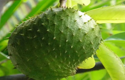 刺果番荔枝植物的6大健康益处