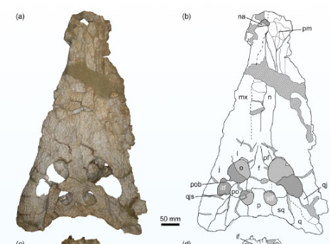 古生物学家发现古代鳄鱼新种