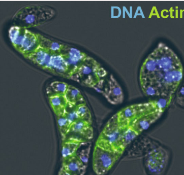 生物学家在单细胞寄生虫基因组中发现古代巨型病毒插入物