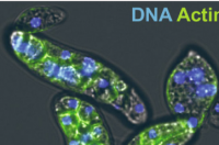 生物学家在单细胞寄生虫基因组中发现古代巨型病毒插入物