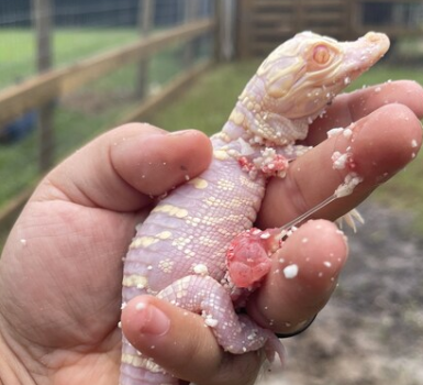 野生佛罗里达是白化鳄鱼繁殖的独家景点很高兴迎来一只新生的白化鳄鱼宝宝